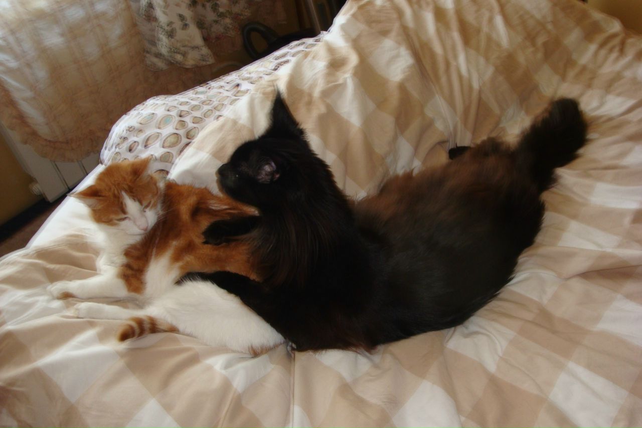 Кошки в нашей жизни. Кошки и все, что с ними связано.