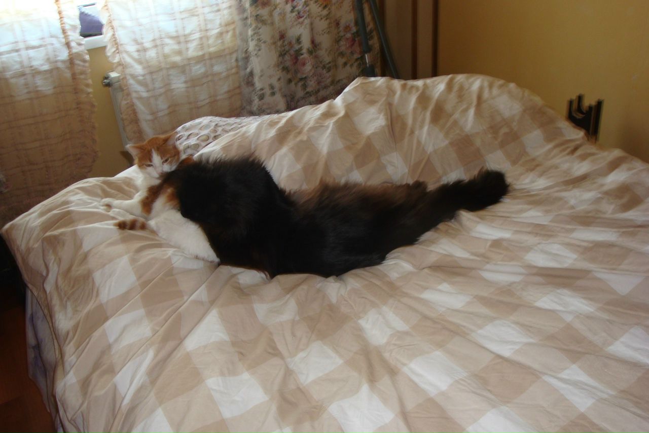 Кошки в нашей жизни. Кошки и все, что с ними связано.