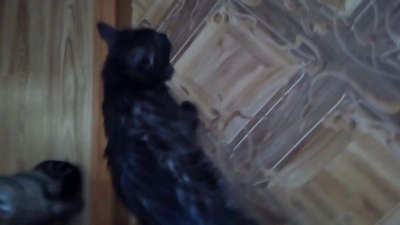 Сценка Дибил и кошара