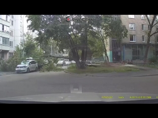 В Москве на Саратовском проезде дерево упало на автомобили