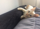 Безкота_добро