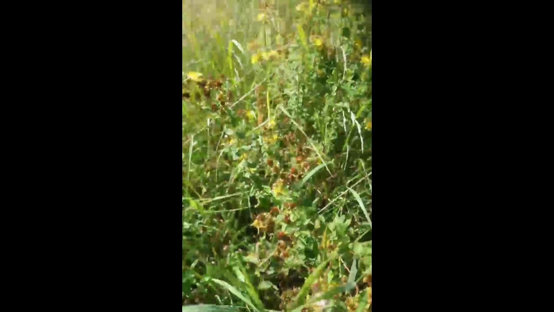 VID_151060301_074023_221.mp4