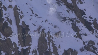 Snow Leopard incredible flight, fall and fight - rare footage from the Himalaya