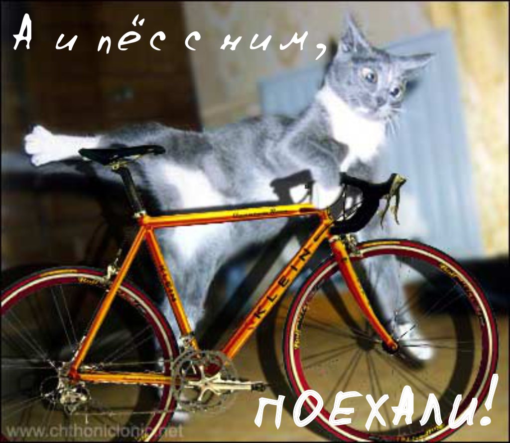 Cat bike