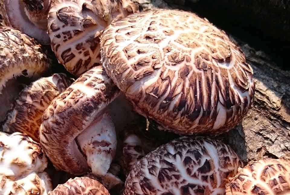 Какие грибы полезные?