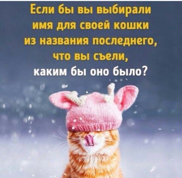 Кошки в нашей жизни. Кошки и все, что с ними связано.