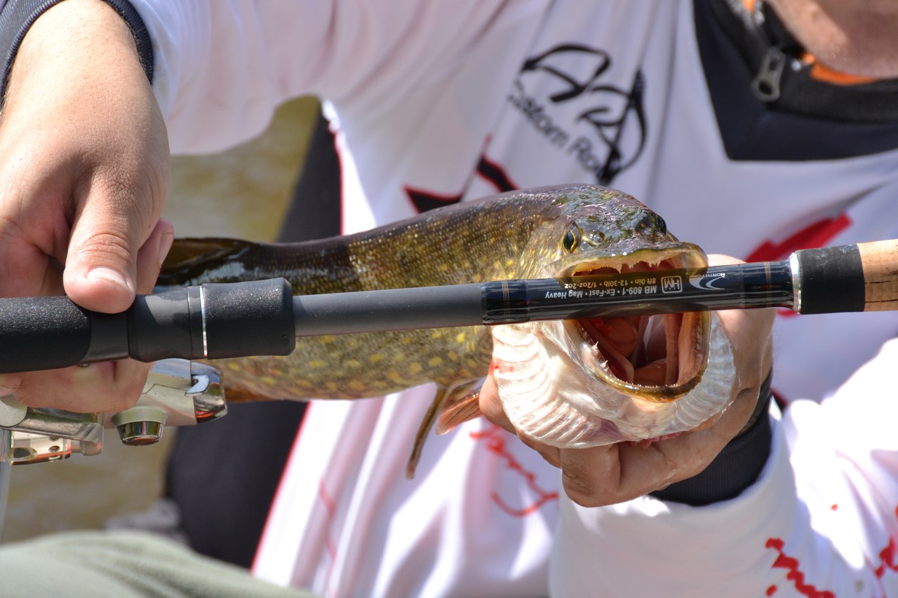 ART Custom Rods на бланке MB809-1HM. Любимая жена ART Custom Rods на бланке MB809-1HM. Любимая жена