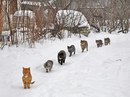 Из соседнего села