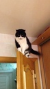 Безкота_добро