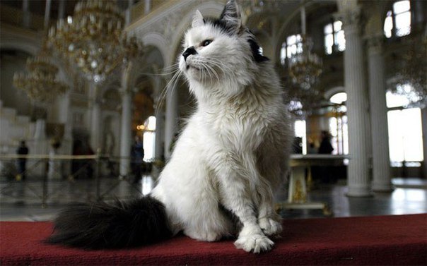 Эрмитажные коты стали самыми популярными в России <br><br>Чаще всего в 2017-м в СМИ упоминался эрмитажный кот Ахилл. Этим летом он стал главным предсказателем Кубка конфедераций по футболу. Вместе с петербургским котом-оракулом в рейтинг самых известных котов по итогам года попал эрмитажный котик по кличке Мару. Он живёт в «Республике кошек» и, как уверяют работники котокафе, умеет считать. <br><br>Втрое почётное место в списке самых известных котов России, составленном компанией «Медиалогия», занимает не менее известный кот-моряк Сергей Иванович, который участвовал в походе российских кораблей. <br><br>Третью строчку занимает кот по кличке Мир породы невская маскарадная, подаренный Владимиром Путиным японскому губернатору. <br><br>А в мировом списке также значится кот Стаббс, почётный мэр местности Талкитна на Аляске, и кот Граф, который вместе с хозяином совершил восхождение на Эльбрус. - фото Фото: Эрмитажные коты стали самыми популярными в России <br><br>Чаще всего в 2017-м в СМИ упоминался эрмитажный кот Ахилл. Этим летом он стал главным предсказателем Кубка конфедераций по футболу. Вместе с петербургским котом-оракулом в рейтинг самых известных котов по итогам года попал эрмитажный котик по кличке Мару. Он живёт в «Республике кошек» и, как уверяют работники котокафе, умеет считать. <br><br>Втрое почётное место в списке самых известных котов России, составленном компанией «Медиалогия», занимает не менее известный кот-моряк Сергей Иванович, который участвовал в походе российских кораблей. <br><br>Третью строчку занимает кот по кличке Мир породы невская маскарадная, подаренный Владимиром Путиным японскому губернатору. <br><br>А в мировом списке также значится кот Стаббс, почётный мэр местности Талкитна на Аляске, и кот Граф, который вместе с хозяином совершил восхождение на Эльбрус.