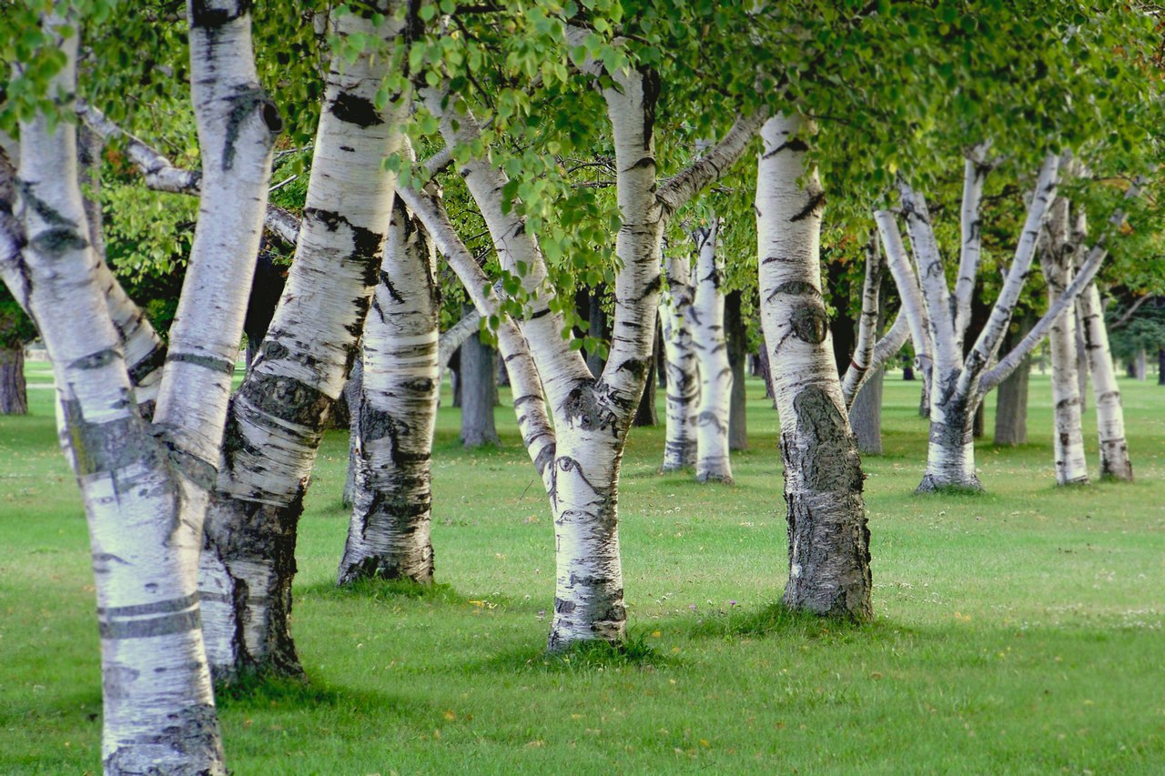 Картинки березы, крутые