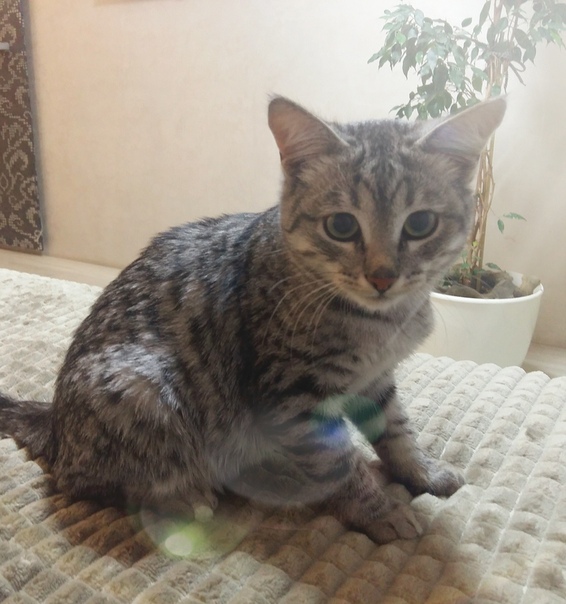 Отдам котика 5,5 месяцев, мальчик.
К лотку приучена, кушает