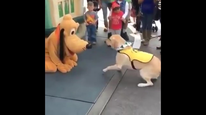Туз и Плуто