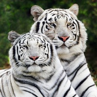 Надежда Юрьева |