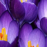 Ирина Артёмова | Кострома