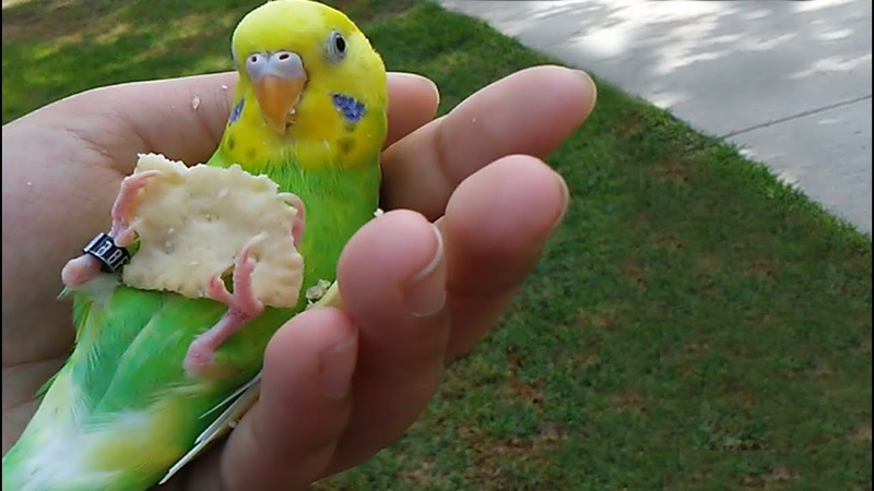 Cracker Birb