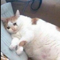 Юра Майоров |