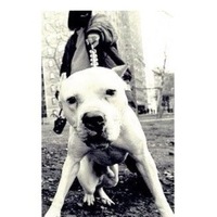 Vladimir Nikolaevich