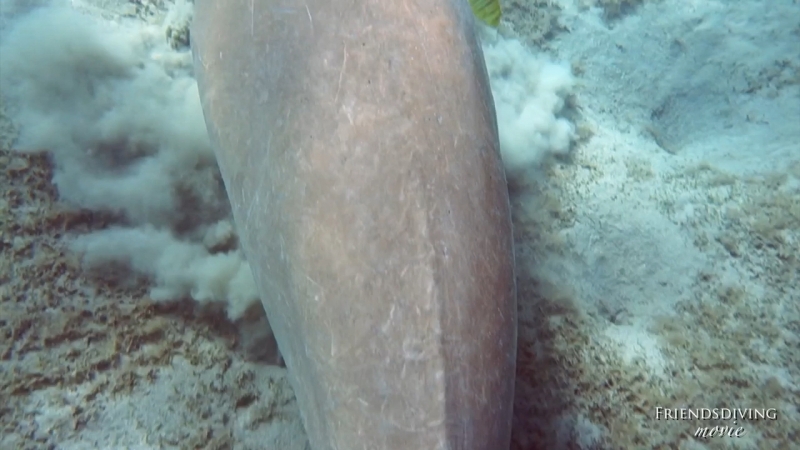 Marsa Alam Dugong