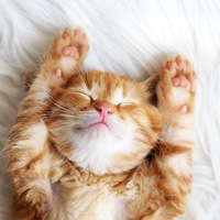 Котик Наркотик | 
