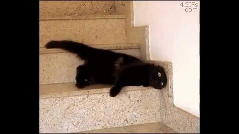 котик катится по лестнице
