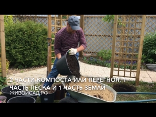 Цветущая беседка из клематисов и княжиков