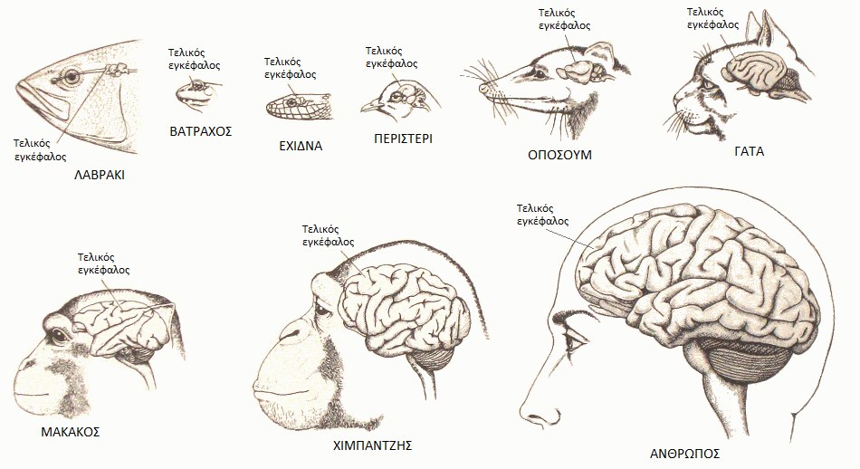 Эволюция размера мозга