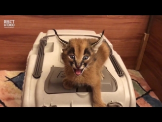 Что смотришь? Кушать давай!