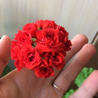 Лиана Хасанова