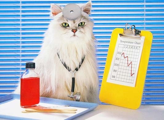 #просто_так@vmestepnz_animalsКошки — домашние целители!  Вы 