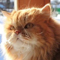 Полина Галкина | Курск