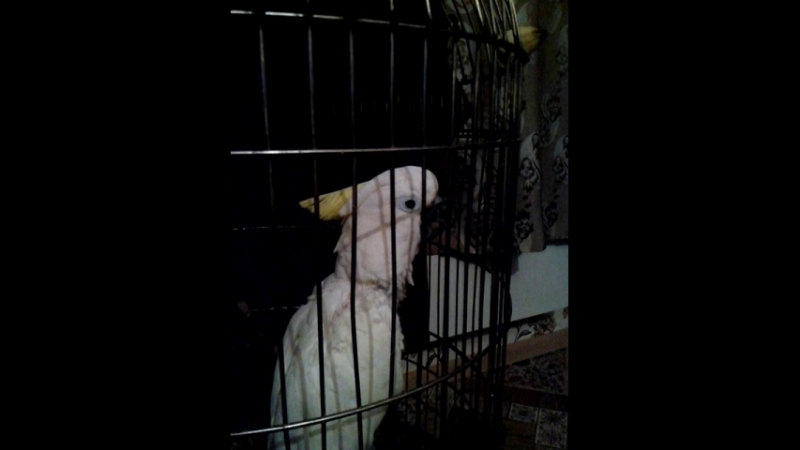VID_20150409_222847.3gp