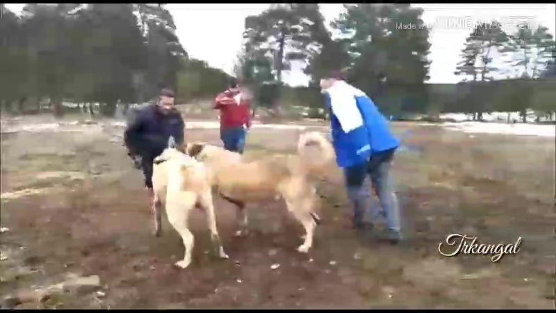 Ordu bas kopegi Tatar 05 cakir