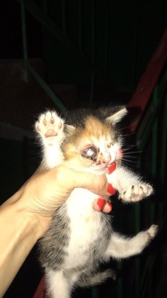 Люди!!! Помогите передержкой умоляем!!! 
Помогаю распростра