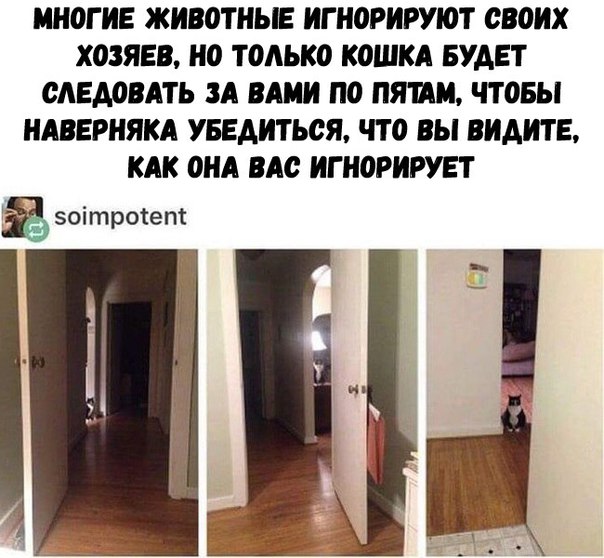 фотожаба