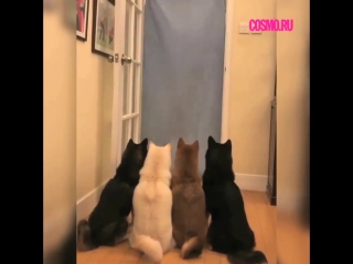 Фокус с одеялом