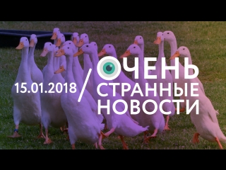 15.01 | ОСН #27. Утиная перепись