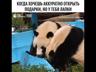 День рождения панд в венском зоопарке