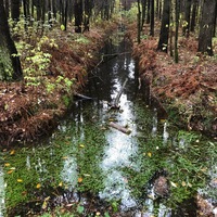 Ирина Мирная