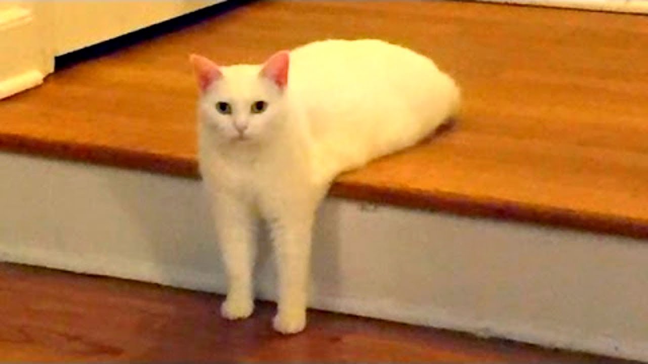 смешные коты с озвучкой. котик говорит да. смешные коты с озвучкой до слёз. смешные котики с озвучкой. ржачные коты с озвучкой.