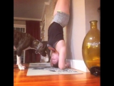 Dogs and inversions... Alison Tyler