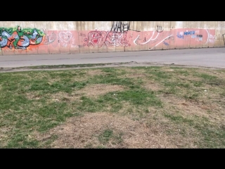 Третья точка посадки дубов и туй
