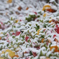 Олег Арсиков