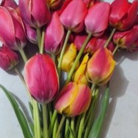 Нина Коваль | 