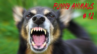 С 1 МАЯ! Приколы с животными № 12. Нарезка смешных гифок и видосов. FUNNY ANIMALS