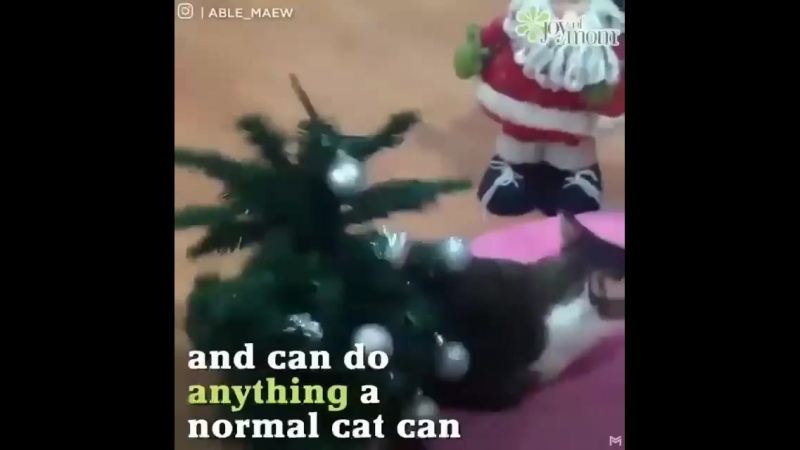 Котик Эйбл без передних лап.