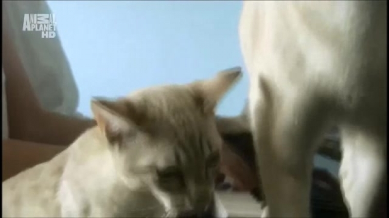 Австралийский мист.