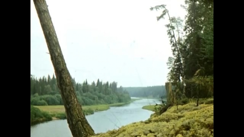 На Пижму Печорскую
