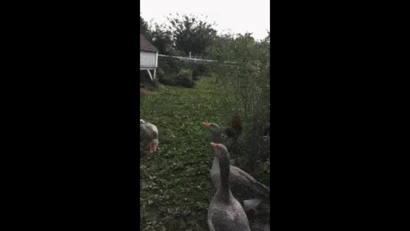 муркостан драчуны