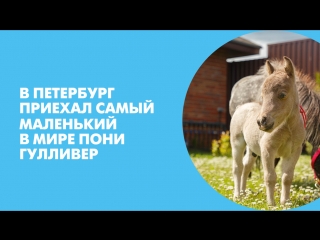 В Петербург приехал самый маленький в мире пони Гулливер